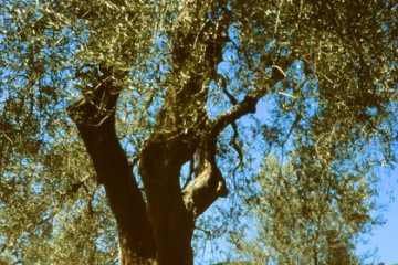 126_19.04.-Abtei S. Antimo in Crete